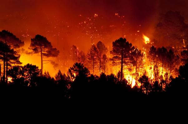 feu de foret
